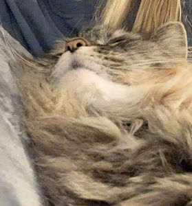 Meet your Posher, Darcy